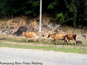 Kampung Baru Pulau Redang