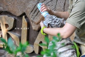 Walk & Hunt in the Wild @ Wildlife Park Sunway Lagoon