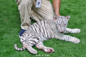 Walk & Hunt in the Wild @ Wildlife Park Sunway Lagoon