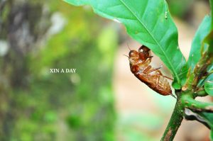 Sungai Tua Recreational Forest @ Gombak