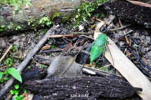 Sungai Tua Recreational Forest @ Gombak