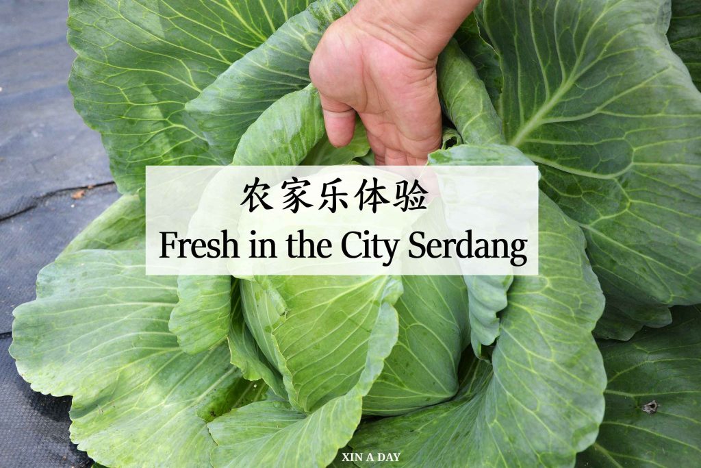 Fresh in the city serdang