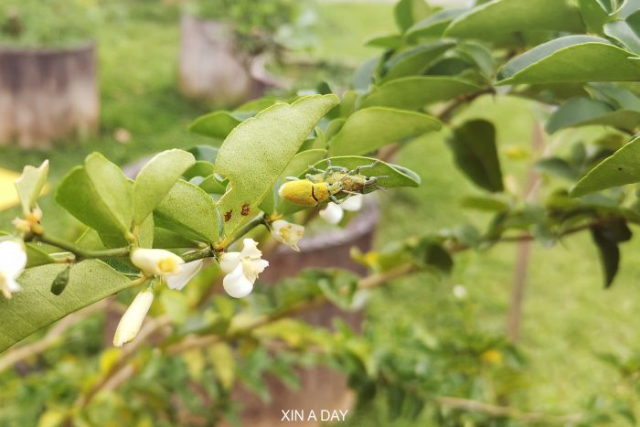 槟城热带果园 Penang Tropical Fruit Farm