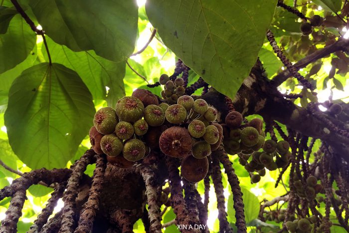 槟城热带果园 Penang Tropical Fruit Farm