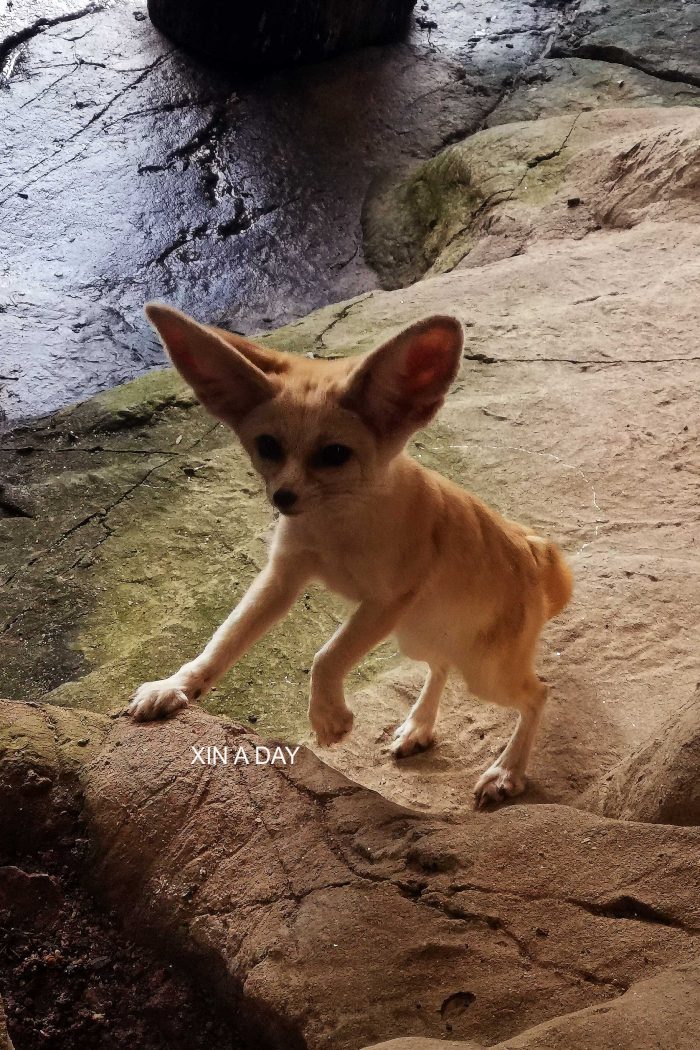 KL Tower Mini Zoo 吉隆坡塔迷你动物园