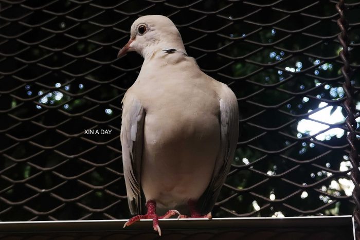 KL Tower Mini Zoo 吉隆坡塔迷你动物园