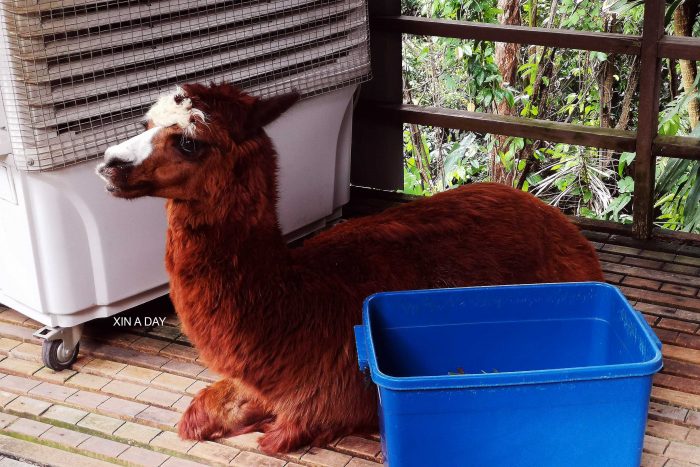 KL Tower Mini Zoo 吉隆坡塔迷你动物园