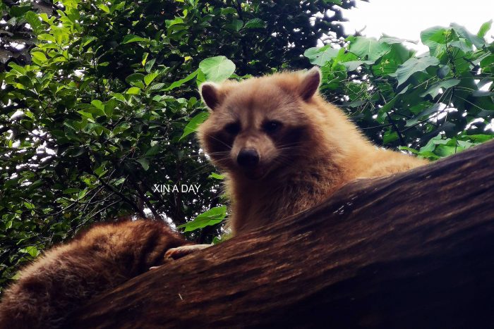 KL Tower Mini Zoo 吉隆坡塔迷你动物园