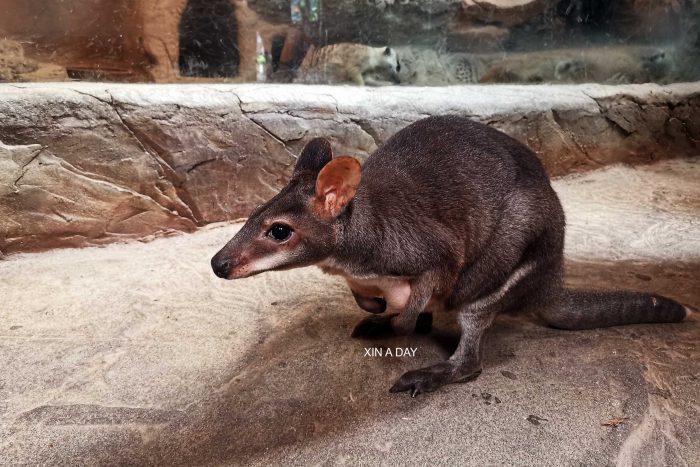 KL Tower Mini Zoo 吉隆坡塔迷你动物园