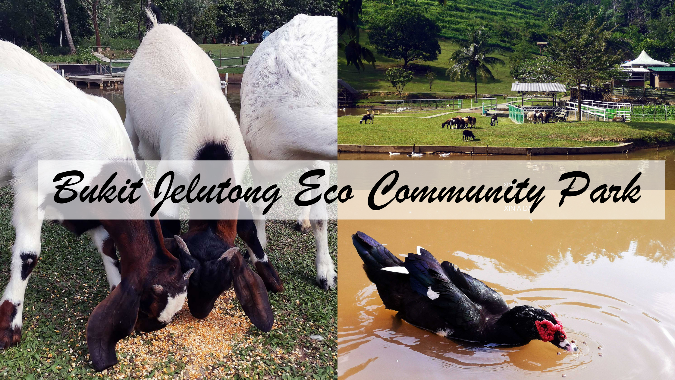 Bukit jelutong eco community park