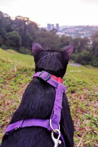 Bukit Antarabangsa Sunset Viewpoint