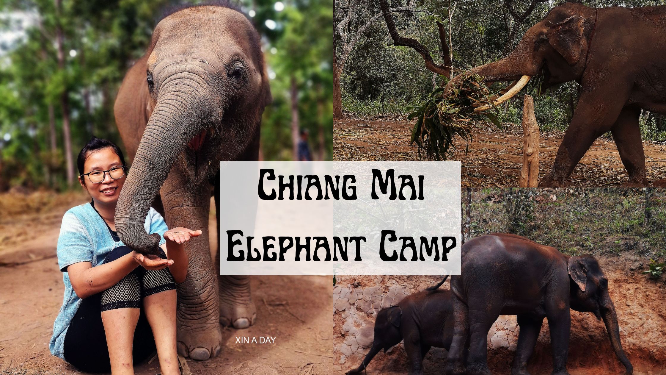 泰国清迈大象营 Chiang Mai Elephant Camp