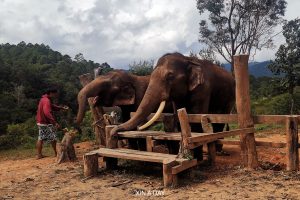 泰国清迈大象营 Chiang Mai Elephant Camp