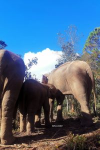 泰国清迈大象营 Chiang Mai Elephant Camp