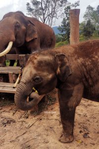 泰国清迈大象营 Chiang Mai Elephant Camp