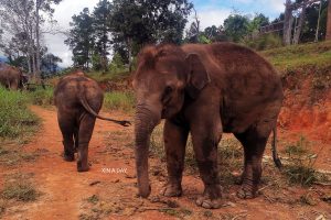 泰国清迈大象营 Chiang Mai Elephant Camp