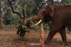 泰国清迈大象营 Chiang Mai Elephant Camp