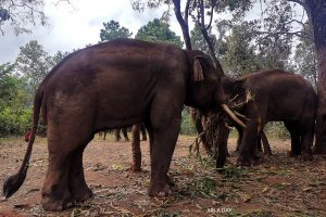 泰国清迈大象营 Chiang Mai Elephant Camp