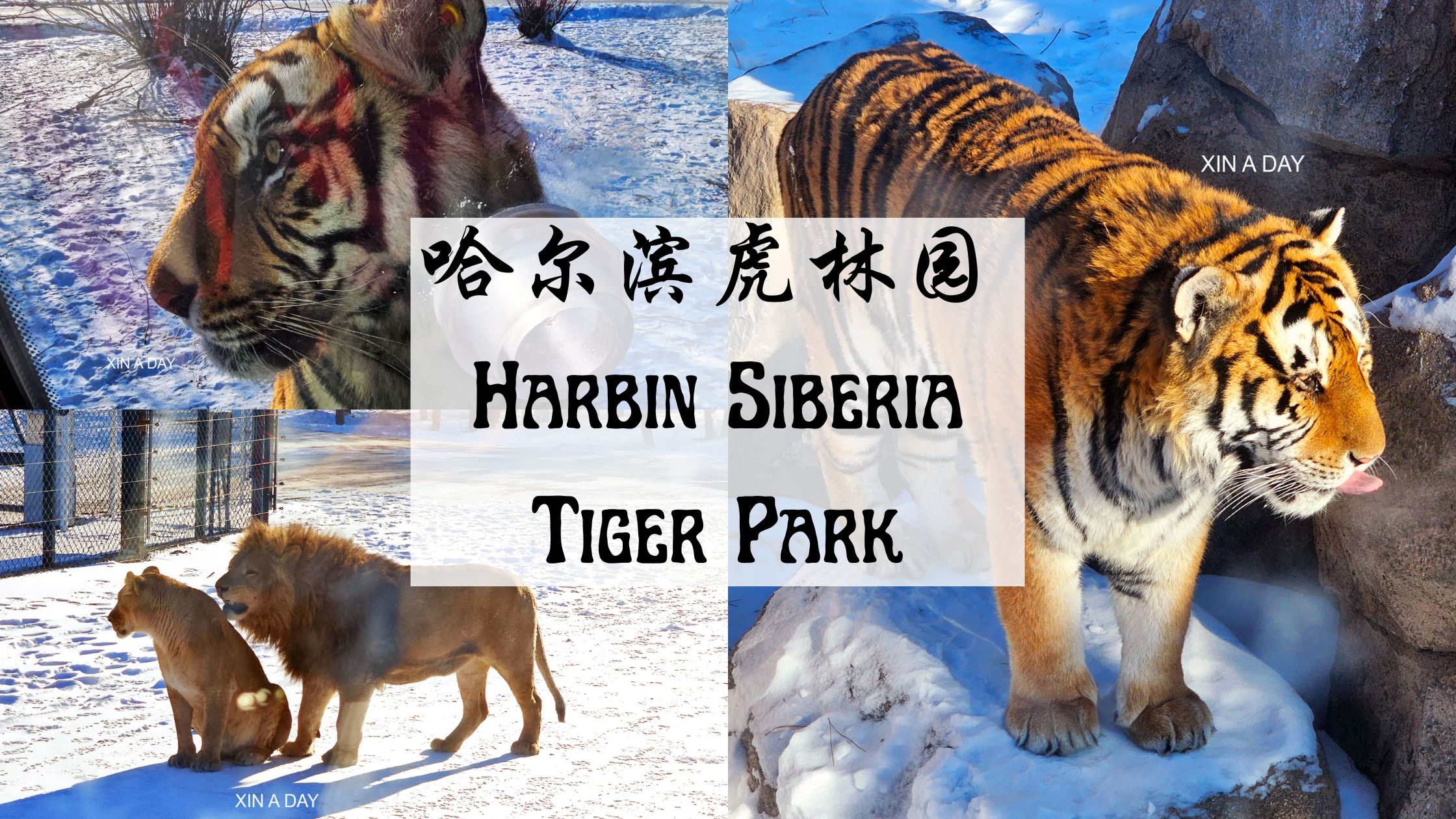 哈尔滨虎林园 Harbin Siberia Tiger Park