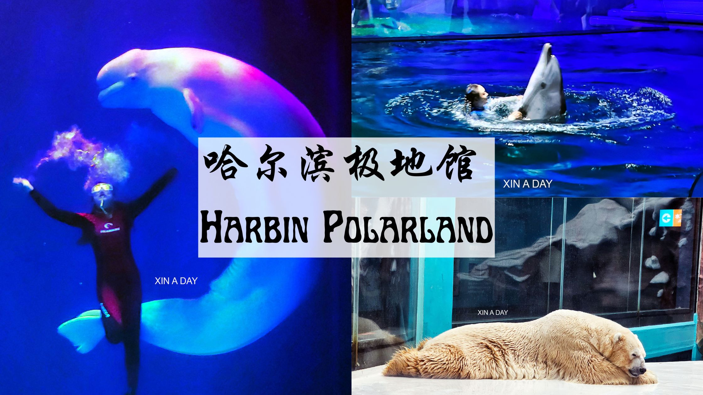 哈尔滨极地馆 (Harbin Polarland)