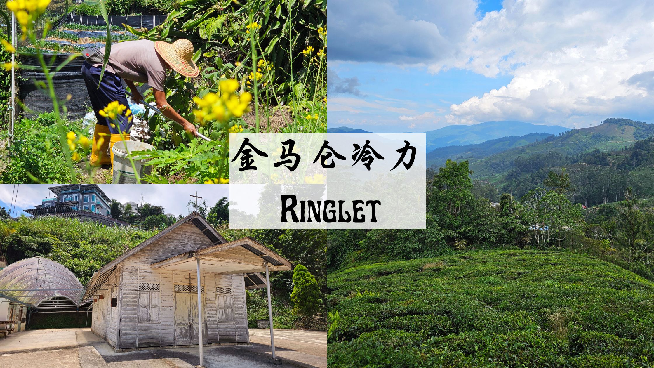 Ringlet Cameron Highlands